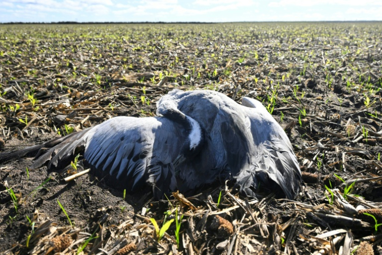 Une grue cendrée morte, infectée par la grippe aviaire, dans un champ de maïs près d'Arjuzanx, le 30 octobre 2025 dans les Landes ( AFP / Gaizka IROZ )