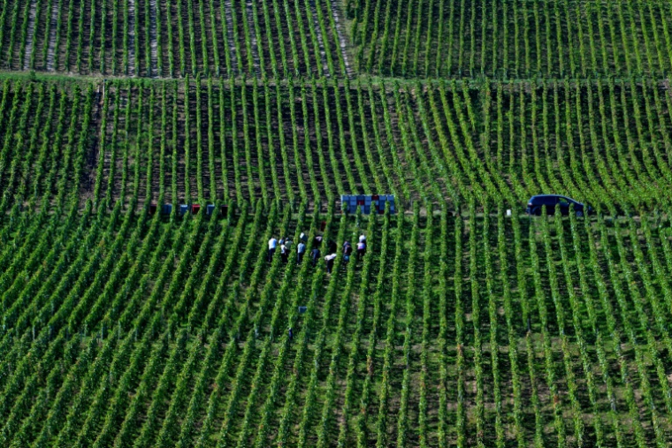 Vendanges à Hautvillers, en Champagne, le 19 septembre 2024 ( AFP / FRANCOIS NASCIMBENI )