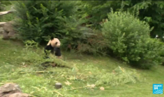 Bébés pandas :15 jours après la naissance, les jumelles du zoo de Beauval se portent bien