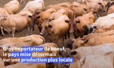 Au Gabon, où l'importation est reine, le boeuf 100% local arrive dans les assiettes