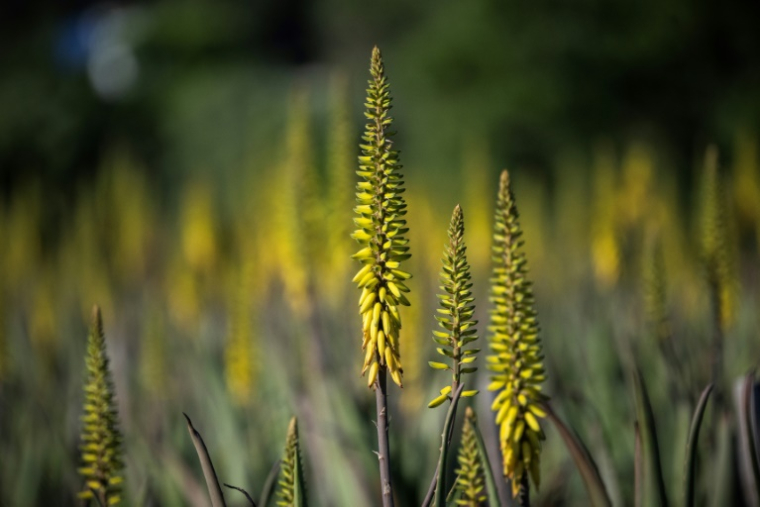 Fleurs d'aloe vera dans un champ du viticulteur Laurent Maynadier à Fitou, dans l'Aude le 6 mai 2025 ( AFP / Lionel BONAVENTURE )
