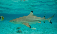 Un requin pointe noire au milieu de poissons du lagon de l'île polynésienne de Bora-Bora, le 3 décembre 2015 ( AFP / Gregory Boissy )