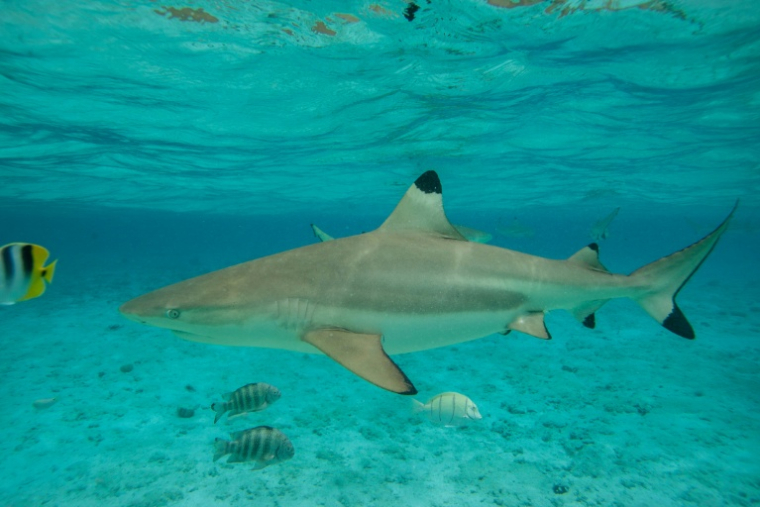 Un requin pointe noire au milieu de poissons du lagon de l'île polynésienne de Bora-Bora, le 3 décembre 2015 ( AFP / Gregory Boissy )
