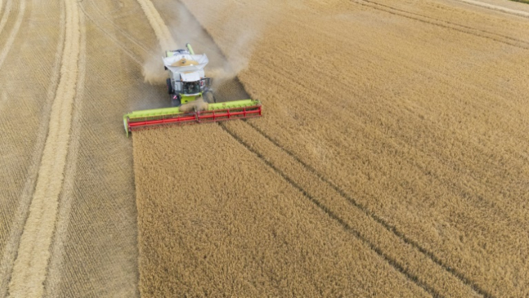 Un champ d'orge en pleine moisson à Garche, en Moselle, le 10 juillet 2025 ( AFP / Jean-Christophe VERHAEGEN )