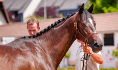 La vente traditionnelle de Deauville a atteint un record : 56,9 millions d'euros. (© Arqana)