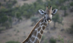 Une girafe dans une réserve près de Winhoek, en Namibie, le 15 mai 2015 ( AFP / MARTIN BUREAU )