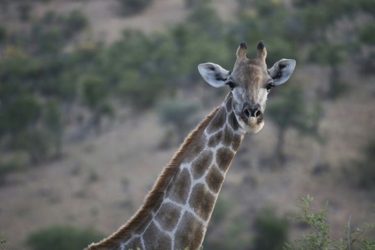 Une girafe dans une réserve près de Winhoek, en Namibie, le 15 mai 2015 ( AFP / MARTIN BUREAU )
