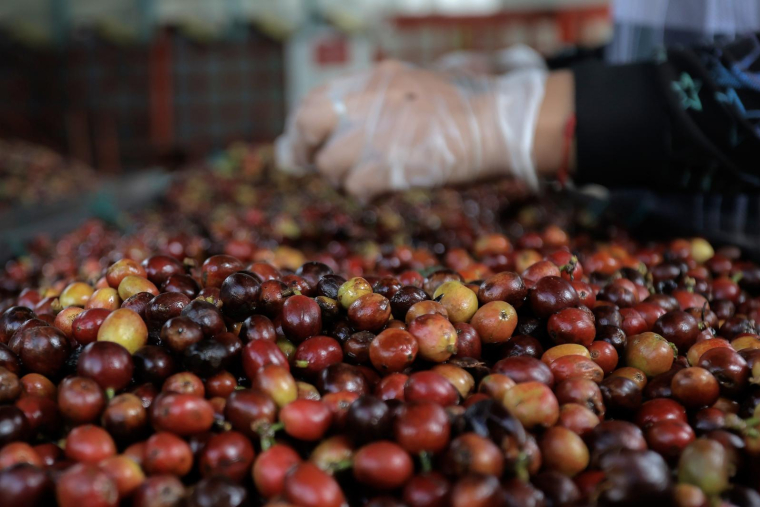 La Colombie a réalisé sa meilleure récolte de café depuis 5 ans ( AFP / JJ BONILLA )