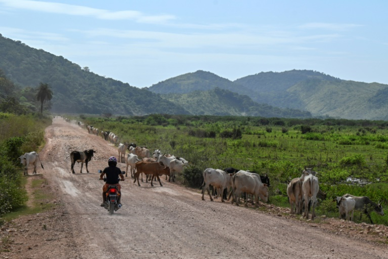 Un cyclomoteur emprunte la piste reliant Georgetown, capitale du Guyana, à Lethem, dans le sud-ouest, à la frontière du Brésil, le 28 août 2025 près de Kurupukari ( AFP / Joaquin Sarmiento )