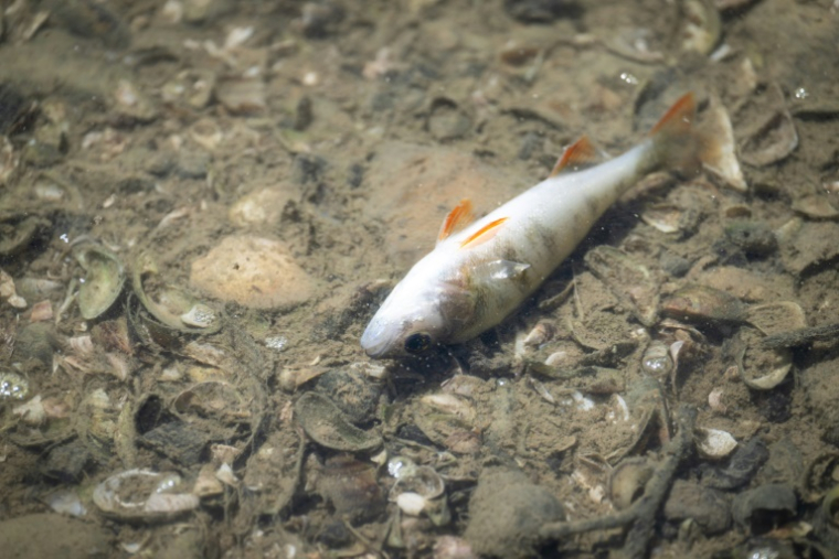 Un poisson mort dans le lit asséché de la rivière Doubs à Villers-le-Lac, le 9 juillet 2026 dans le Doubs ( AFP / SEBASTIEN BOZON )