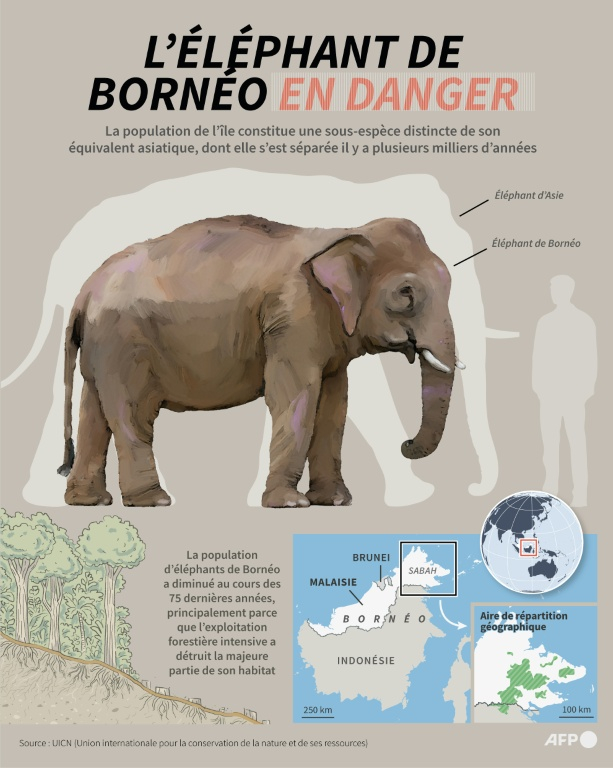 Infographie sur l’éléphant de Bornéo montrant la différence de taille avec l’éléphant d’Asie ainsi que son aire de répartition géographique, selon les données de l'UICN ( AFP / Nicholas SHEARMAN )