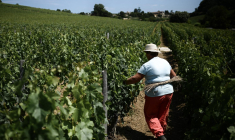 Une femme travaillant sous le soleil dans un vignoble de Saint Emilion, dans le sud-ouest de la France, le 1er juin 2022. ( AFP / PHILIPPE LOPEZ )