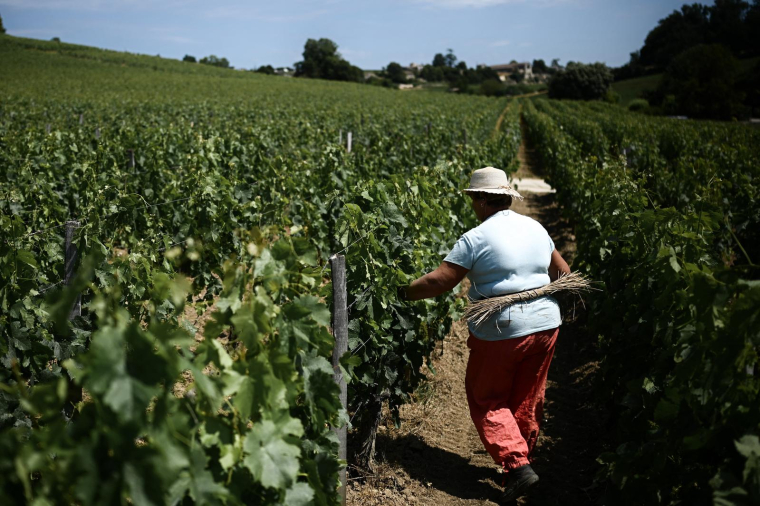 Une femme travaillant sous le soleil dans un vignoble de Saint Emilion, dans le sud-ouest de la France, le 1er juin 2022. ( AFP / PHILIPPE LOPEZ )