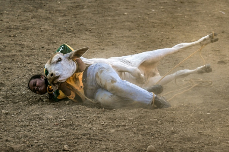 Rizza Matutino attrape un boeuf lors d'une compétition de rodéo organisée dans la province philippine de Masbate, le 13 avril 2026 ( AFP / Jam STA ROSA )