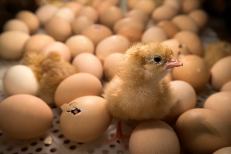 En juillet 2026, la Commission européenne a promis qu'elle publierait une proposition de loi sur le bien-être animal pour la fin de l'année concernant les élevages de volailles ( AFP / JOEL SAGET )