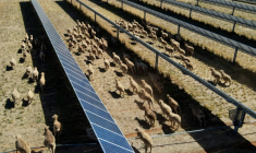 Des moutons déambulent parmi des panneaux solaires dans l'exploitation de Tom Warren, près de la ville australienne de Dubbo, à environ 400 kilomètres à l'ouest de Sydney, le 19 janvier 2026  ( AFP / Gregory Plesse )