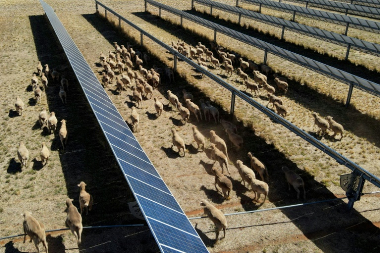 Des moutons déambulent parmi des panneaux solaires dans l'exploitation de Tom Warren, près de la ville australienne de Dubbo, à environ 400 kilomètres à l'ouest de Sydney, le 19 janvier 2026  ( AFP / Gregory Plesse )