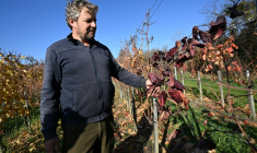 Le viticulteur hongrois Viktor Keszler montre sa vigne touchée par l'épidémie de flavescence dorée qui menace la quasi-totalité des vignobles du pays, le 6 novembre 2025 à Zalaszentgrot, à environ 200 km à l'ouest de Budapest ( AFP / Attila KISBENEDEK )