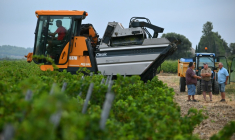 Alain Gleyzes, viticulteur à La Palme (Aude), a commencé à récolter un raisin muscat petit grain le 30 juillet 2026 ( AFP / Lionel BONAVENTURE )