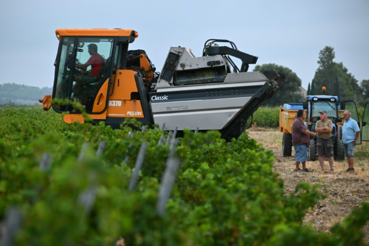 Alain Gleyzes, viticulteur à La Palme (Aude), a commencé à récolter un raisin muscat petit grain le 30 juillet 2026 ( AFP / Lionel BONAVENTURE )