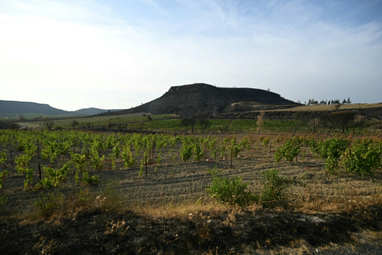 Vue d'un vignoble près du village d'Albas, dans le massif des Corbières, dans le sud de la France, le 9 août 2025 ( AFP / Bertrand GUAY )
