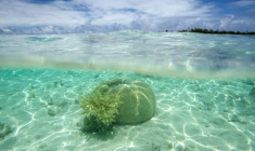 Des coraux dans un atoll de l'archipel des Tuamotu, en Polynésie française, le 14 octobre 2015 ( AFP / GREGORY BOISSY )