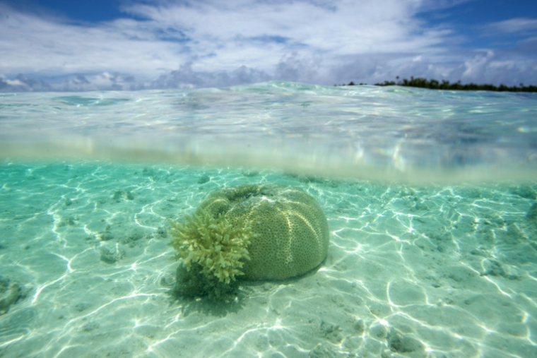 Des coraux dans un atoll de l'archipel des Tuamotu, en Polynésie française, le 14 octobre 2015 ( AFP / GREGORY BOISSY )
