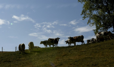 La détection d'un foyer de dermatose nodulaire contagieuse (DNC) dans un cheptel bovin du Rhône, à bonne distance de l'épicentre français de cette maladie animale, ravive les craintes d'une propagation plus large ( AFP / PHILIPPE DESMAZES )