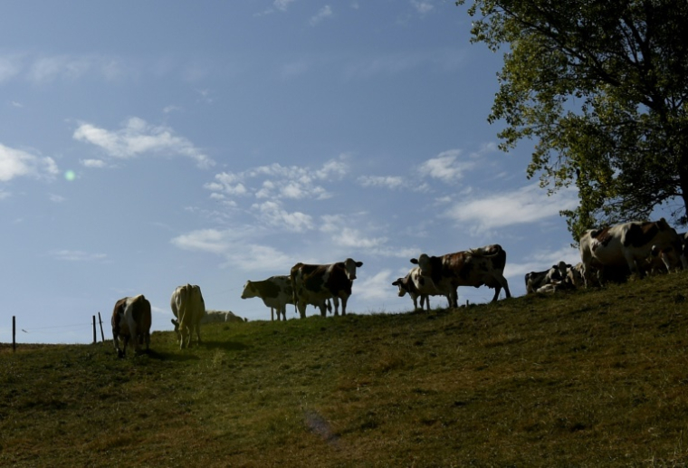 La détection d'un foyer de dermatose nodulaire contagieuse (DNC) dans un cheptel bovin du Rhône, à bonne distance de l'épicentre français de cette maladie animale, ravive les craintes d'une propagation plus large ( AFP / PHILIPPE DESMAZES )