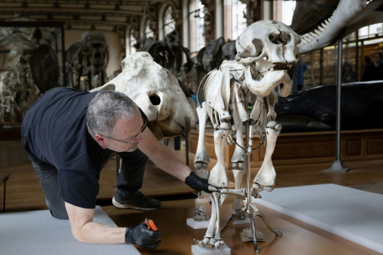 Un technicien protège le squelette d'un éléphanteau avant le  déménagement de spécimens au sein de la Galerie de Paléontologie et d'Anatomie comparée du Muséum national d'Histoire naturelle, le 22 janvier 2026 à Paris A technician works on the protection of a baby elephant skeleton before work that must be undertaken at the Natural History Museum in Paris on January 22, 2026. Trilobites, rodents, butterflies: in the Paleontology and Comparative Anatomy Gallery of the Natural History Museum, teams are busy removing specimens from the collections and responding to requests from researchers. In a few days, it will be too late: the GPAC, a jewel of Art Nouveau architecture inaugurated in 1898, already closed to the public since mid-January, will be completely inaccessible for 18 months due to renovations. ( AFP / ALAIN JOCARD )