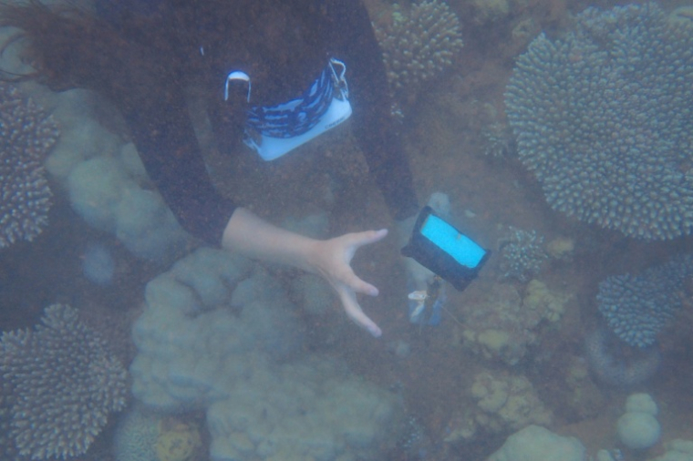 Auriane Serval, chef de projet pour la conservation des dugongs, récupère un dispositif d'échantillonnage lors d'une collecte d'ADN environnemental dans l'océan Indien, au nord de Mayotte, le 22 mai 2026 ( AFP / Marine GACHET )