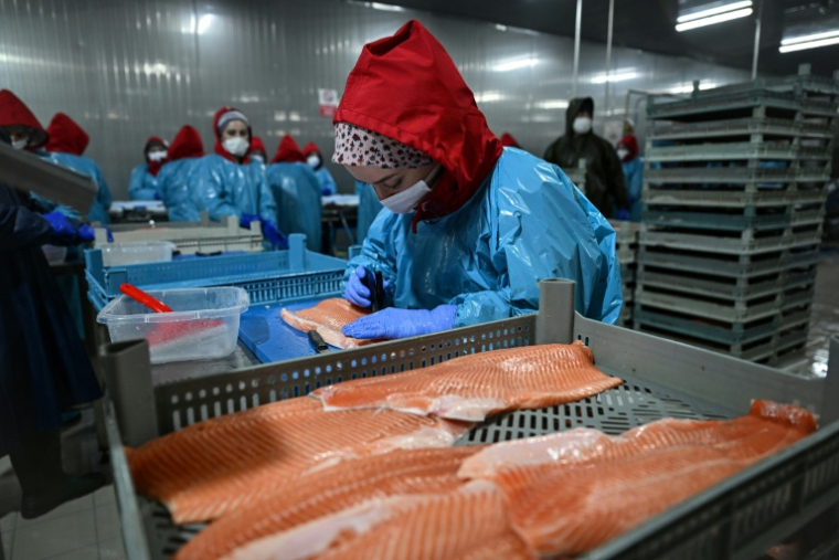 Des employées dans une entreprise de transformation du saumon à Trabzon, sur la mer Noire, le 11 juin 2025 en Turquie ( AFP / Ozan KOSE )