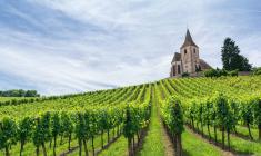 Vignobles : un investissement qui allie passion, culture et rentabilité / iStock.com - Milena Pigdanowicz-Fidera