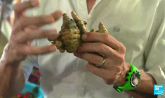 Le Paris des Arts à la Réunion