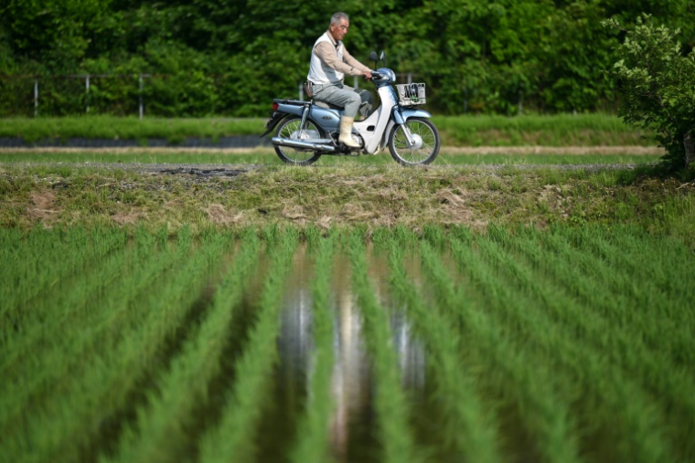 Rice shortages caused by a supply chain snarl-up have fuelled frustration over inflation ( AFP / Richard A. Brooks )