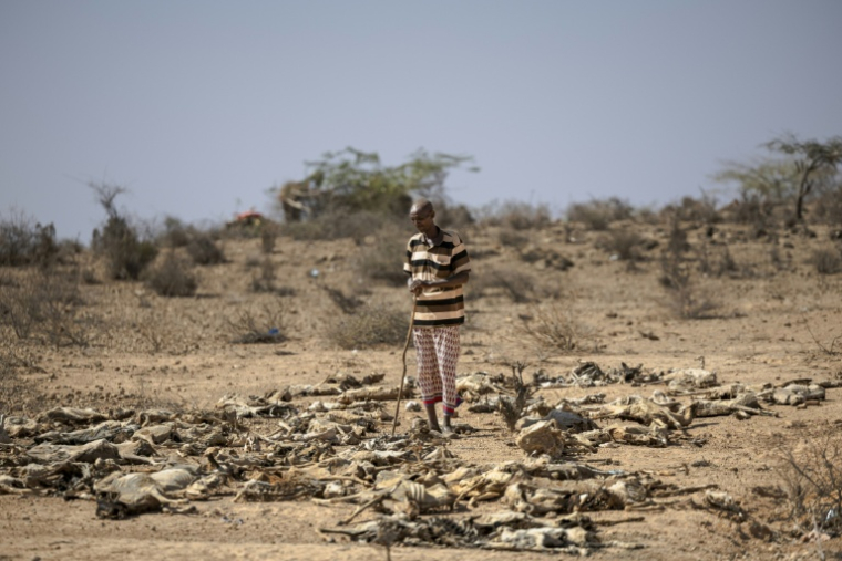 Bishar Maalim Mohammed, 60 ans, est assis le 21 janvier 2026 devant des carcasses de chèvres mortes de la sécheresse, près de son village du nord-est du Kenya ( AFP / Tony KARUMBA )