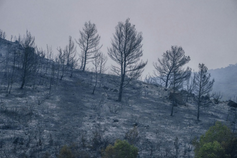 Une zone brûlée par un incendie de forêt à Durban-Corbières, le 7 août 2025 dans l'Aude ( AFP / Idriss Bigou-Gilles )