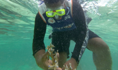 Un plongeur récolte du corail en bonne santé, destiné à être planté au sein du parc de biodiversité marine de Naidiri, une aire marine protégée, près de Nadi, le 5 octobre 2026 aux Fidji ( AFP / Saeed KHAN )