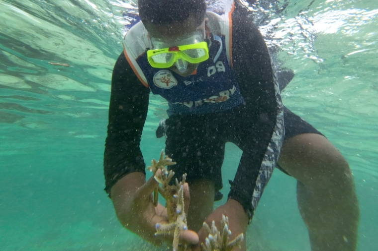 Un plongeur récolte du corail en bonne santé, destiné à être planté au sein du parc de biodiversité marine de Naidiri, une aire marine protégée, près de Nadi, le 5 octobre 2026 aux Fidji ( AFP / Saeed KHAN )