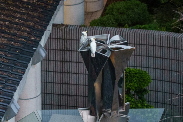 Des cacatoès soufrés perchés sur une statue dans un parc à Hong Kong, le 25 juillet 2025 ( AFP / YAN ZHAO )