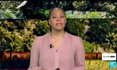 Guyane : l'awara, vedette de la saison des graines et des fêtes de Pâques