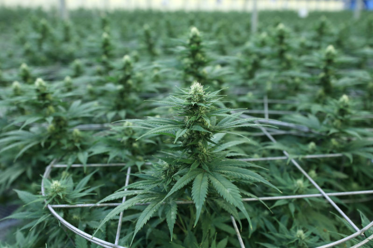 LE BÉNÉFICE D'APHRIA TÉMOIGNE DE L'ENGOUEMENT POUR LE CANNABIS