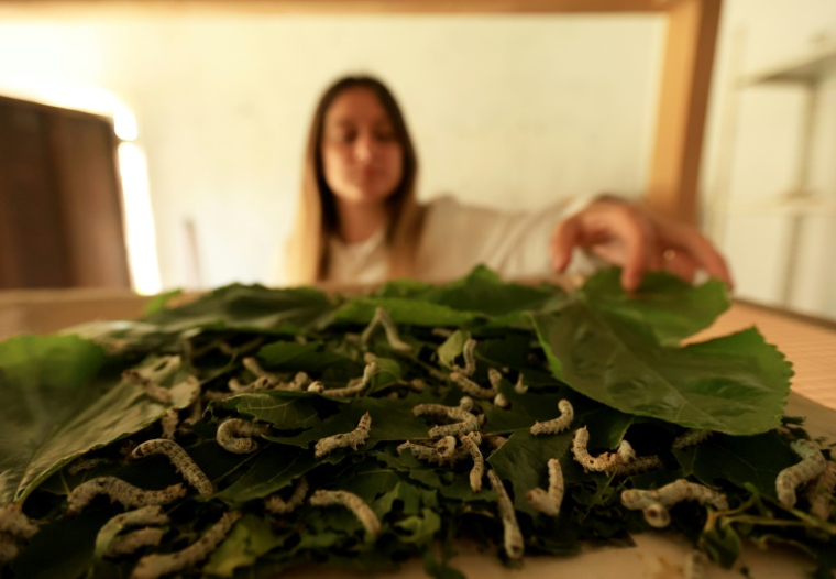 Franceska Pjetraj veille sur les vers à soie dans son atelier du village de Dajc, dans la région de Zadrima, le 27 mai 2025 en Albanie ( AFP / Adnan Beci )