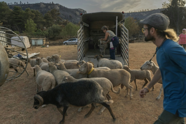 Emmanuelle Bernier fait monter ses brebis dans un véhicule pour les faire évacuer de sa ferme incendiée à Fontjoncouse, le 9 août ( AFP / Idriss Bigou-Gilles )