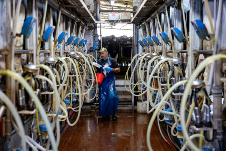 Un ouvrier agricole procède à la traite des vaches à la ferme laitière Kurlender de Bet Hillel, près de la frontière libanaise, dans le nord d'Israël, le 17 mars 2026 ( AFP / Odd ANDERSEN )