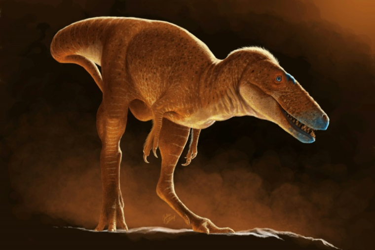 Illustration artistique diffusée par l'Université de Calgary, le 6 juin 2025, montrant une espèce de dinosaure nouvellement découverte, le Khankhuuluu mongoliensis, un ancêtre du Tyrannosaurus Rex ( University of Calgary / Julius CSOTONYI )