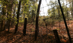 Un grillage métallique entourant une propriété privée dans la forêt de Sologne à  Brinon-sur-Sauldre, dans le Cher, le 26 août 2026 ( AFP / Alain JOCARD )