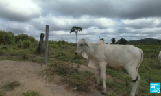 Blanchiment de bétail au Brésil : de la viande illégale dans nos assiettes