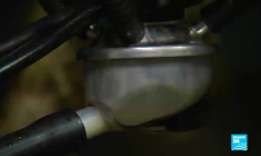 Le Champ du Feu, un espace de liberté sauvage au cœur des Vosges