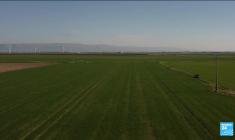 Le marché italien inondé de blé russe